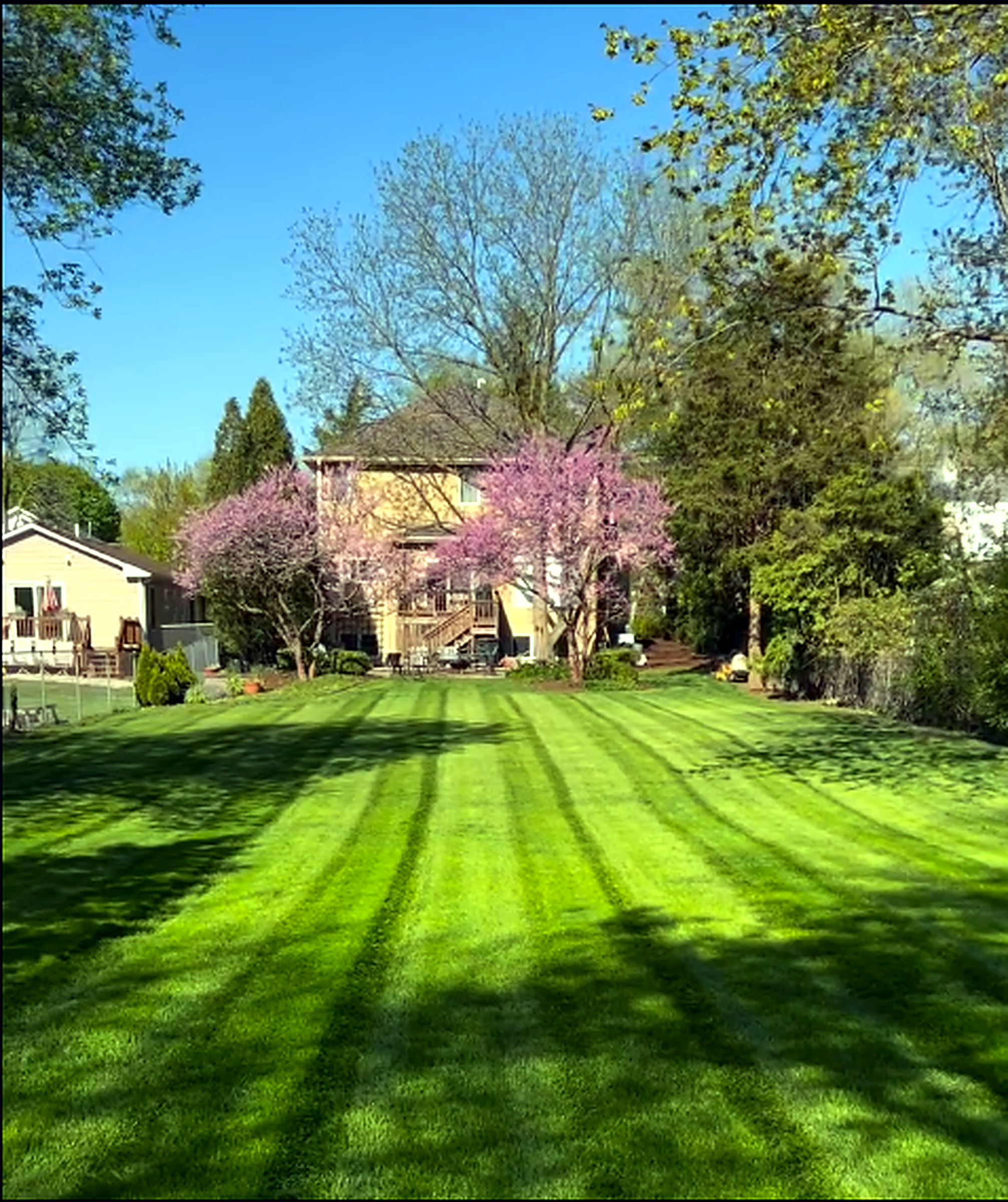 Backyard lawn stripes with spring redbud bloom