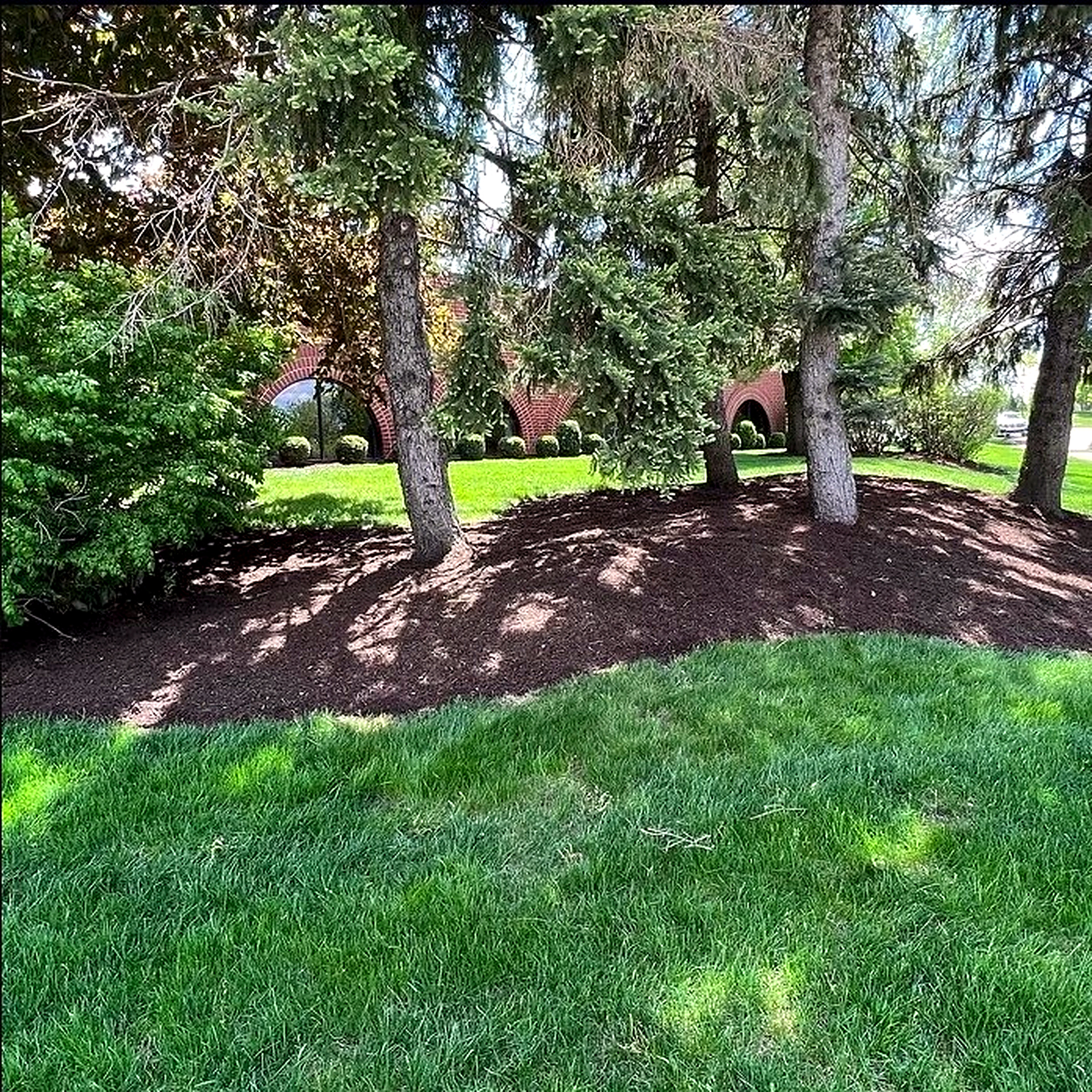 Fresh mulch island around evergreens