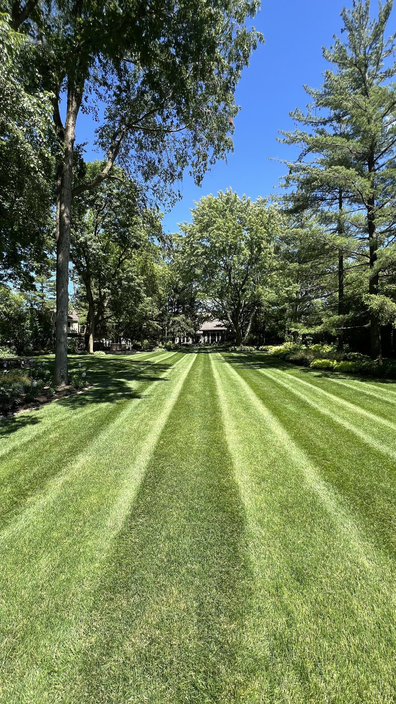 Tree-lined striped lawn along a residential street