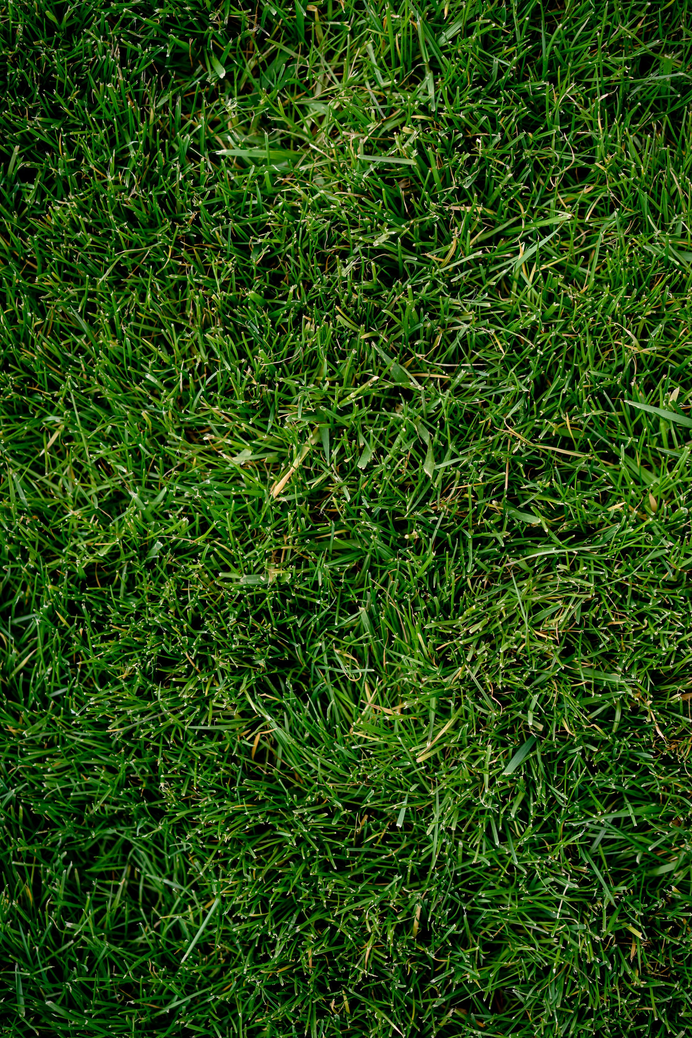Close-up of lawn turf