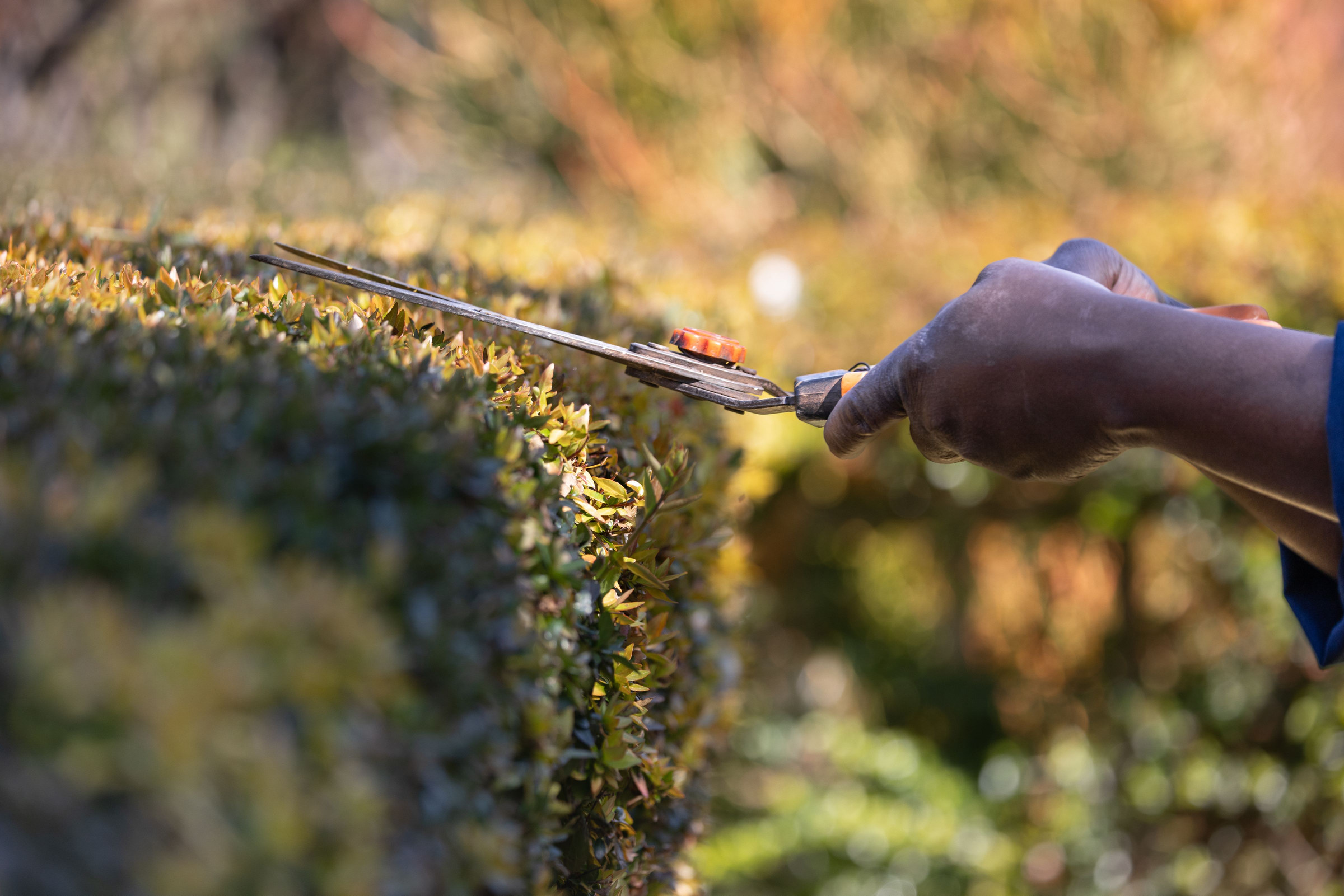 Gardener pruning a hedge with shears