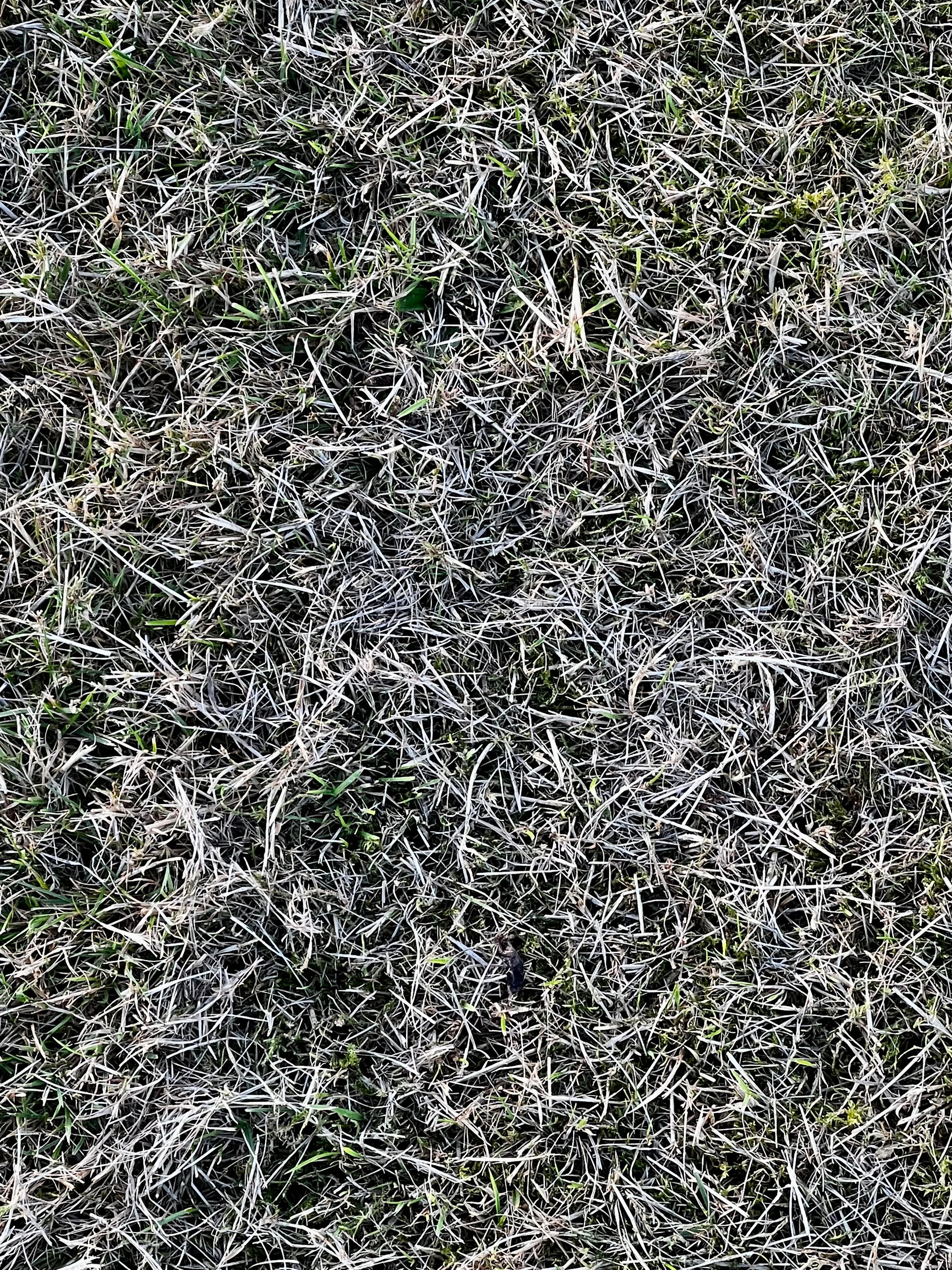 Close-up of grass after the thatch is lifted