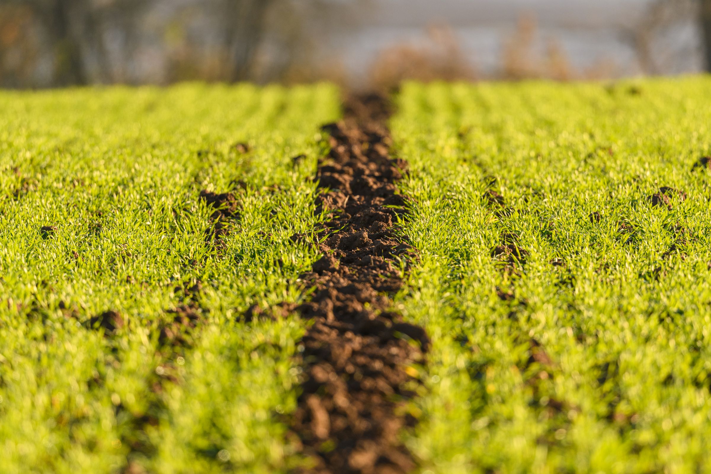 Close view of healthy turf grass