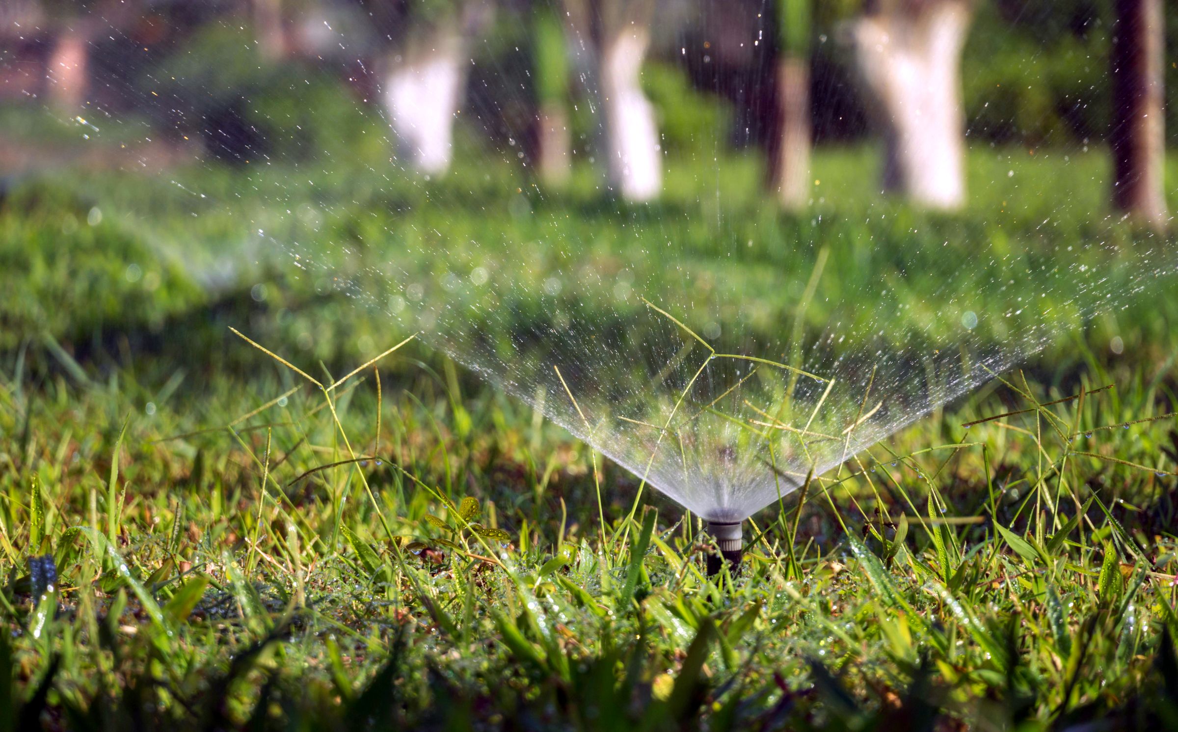 Sprinkler head watering turf