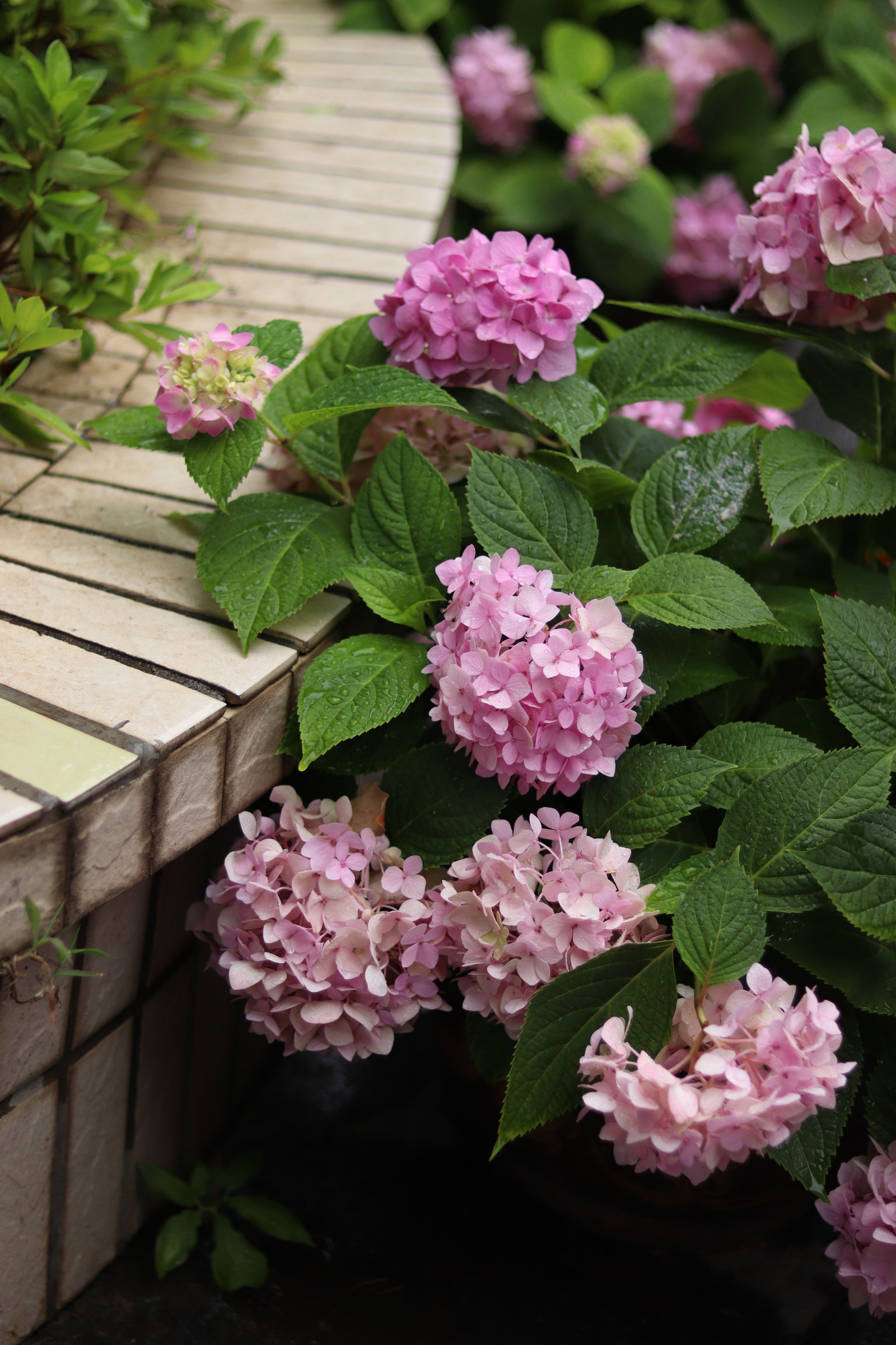 Pink hydrangeas in bloom along a garden path
