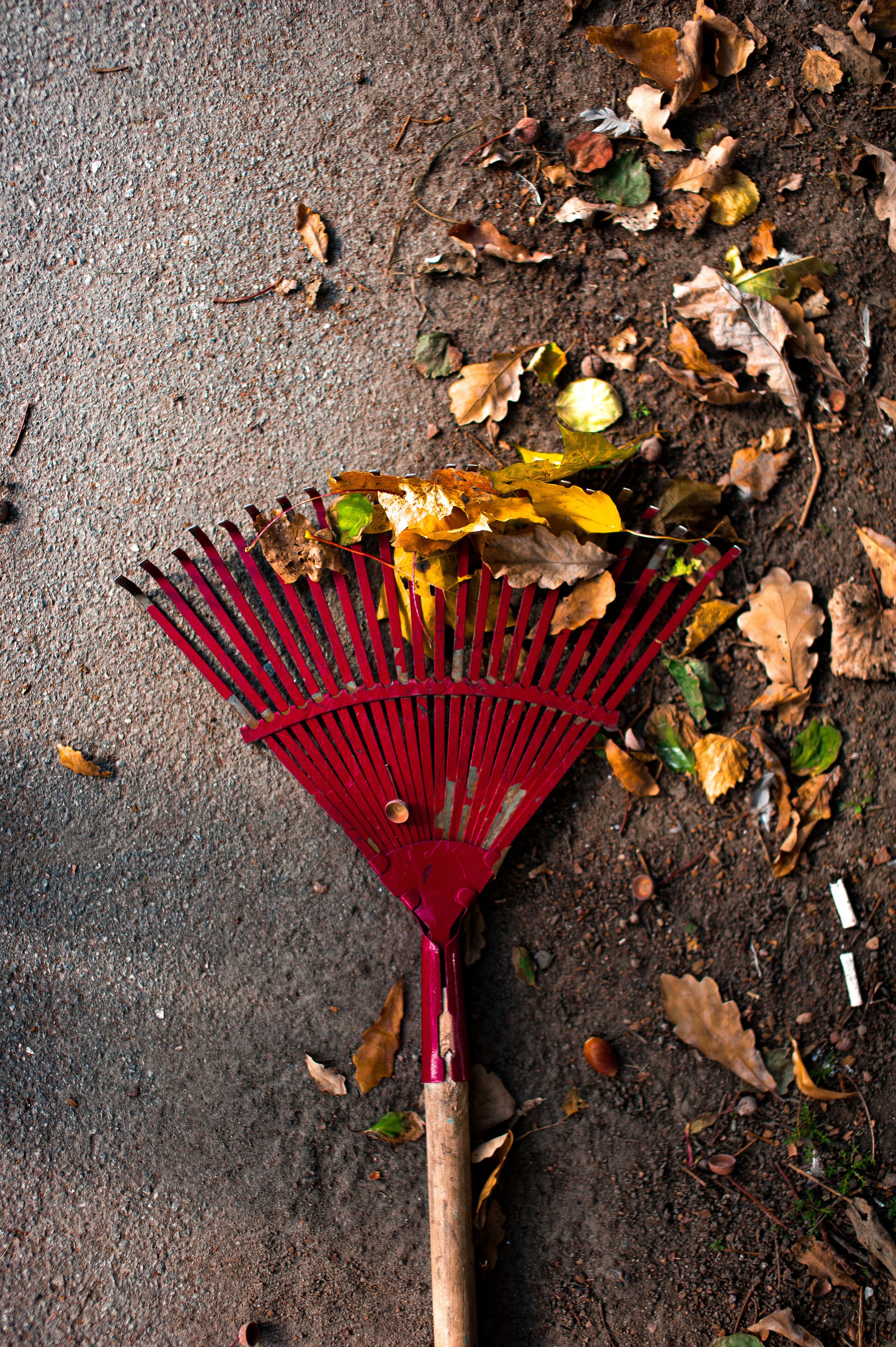 Red rake resting after a yard cleanup