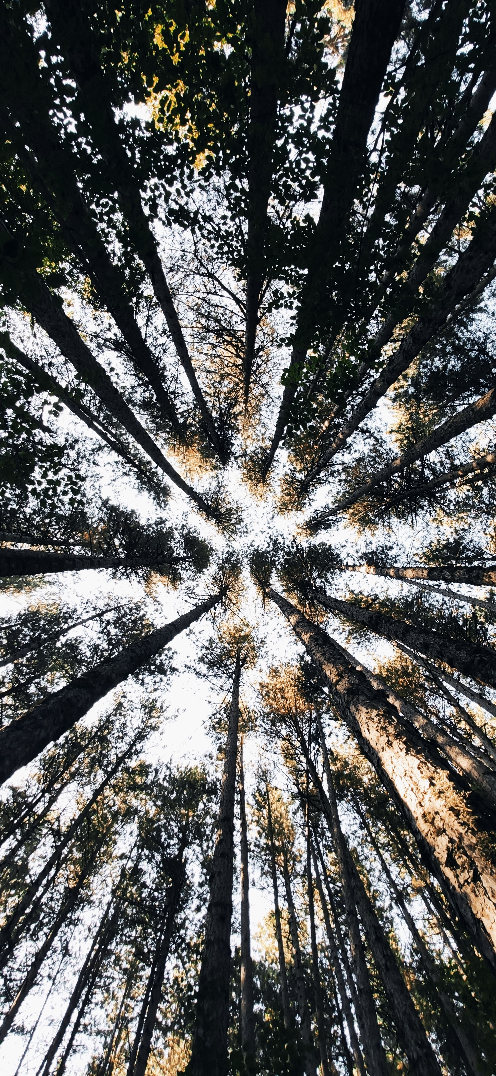 Canopy of green trees from below