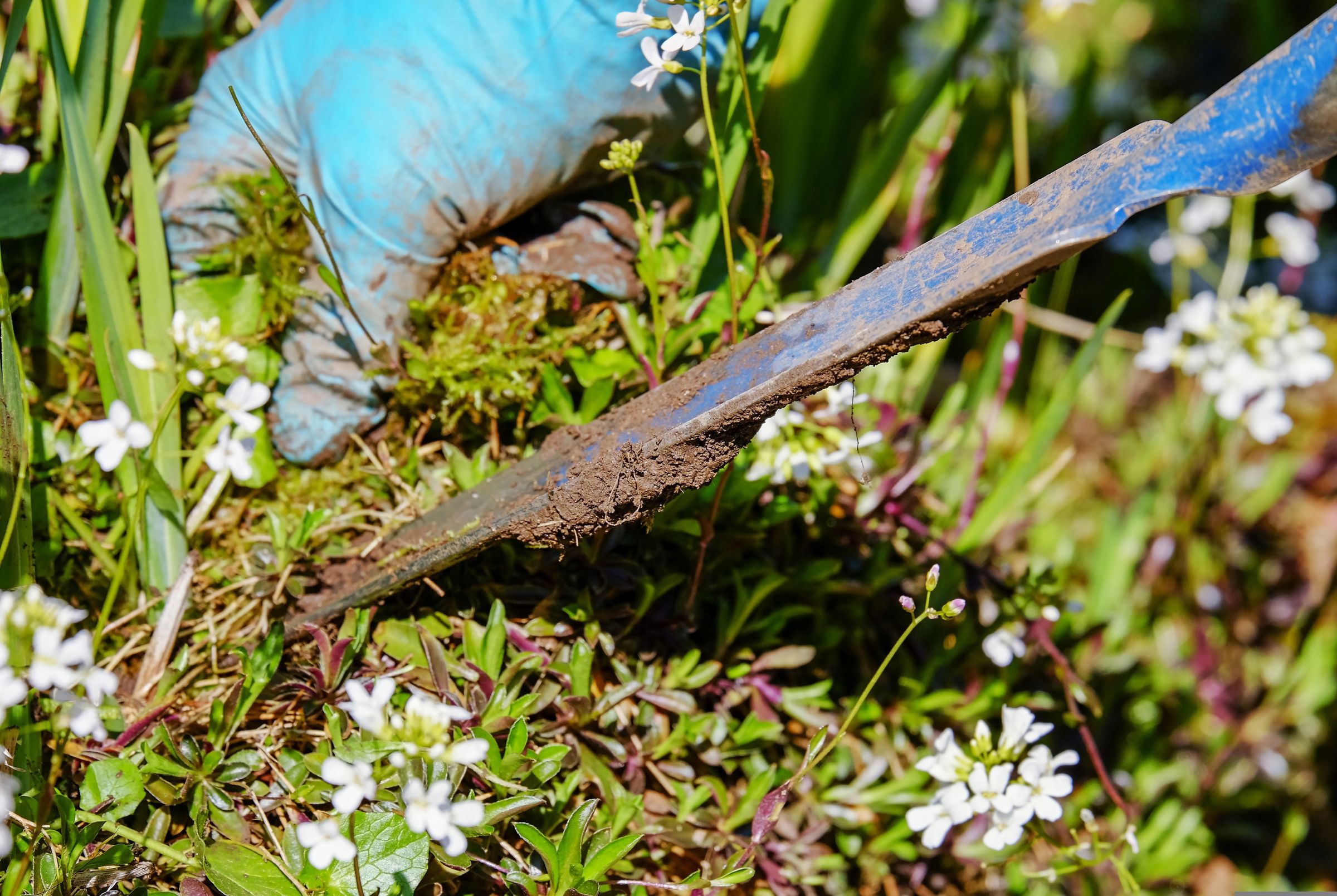 Hands tending a garden bed